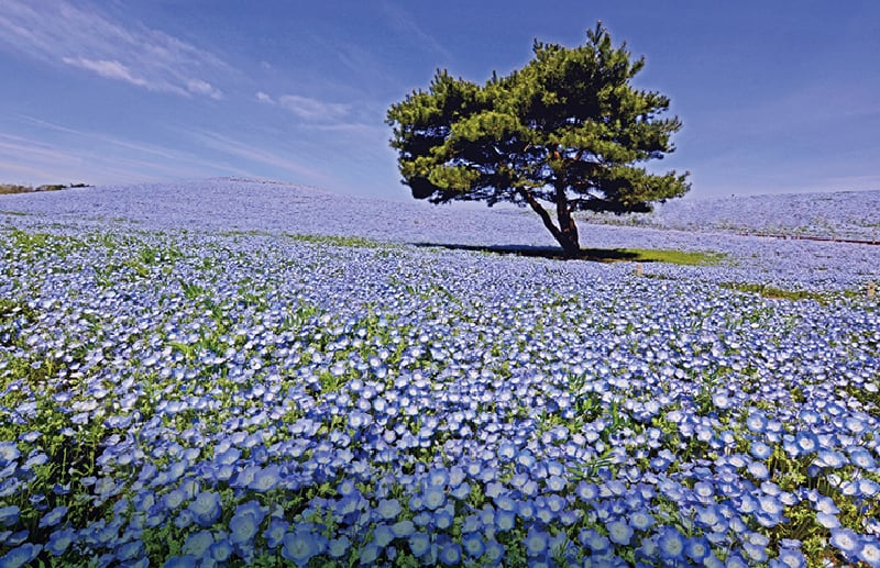 国営ひたち海浜公園