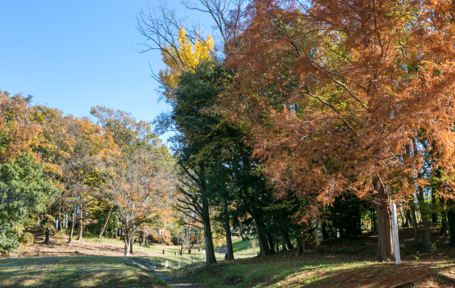 大津ヶ丘中央公園